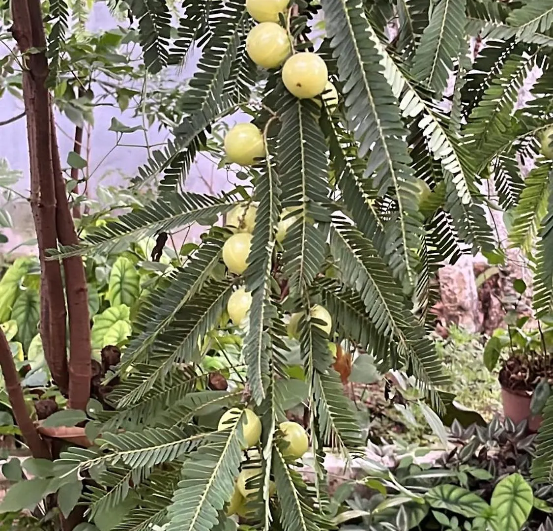 Chaithanya Illam Maraiyūr